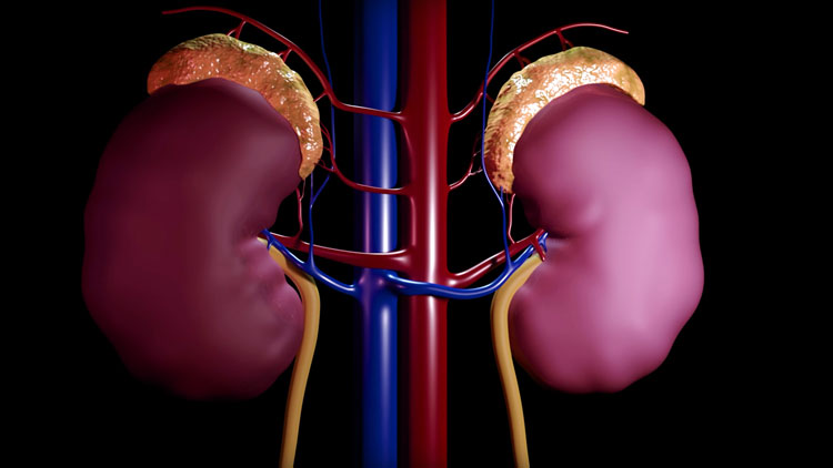 illustration of kidneys